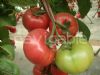 供应格里芬-大果型粉果番茄种子