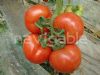 供应8848-耐寒大红番茄种子