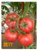 供应粉贝齐—番茄种子