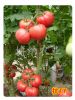 供应粉贝尔—番茄种子