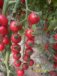 供应妮兰迪—番茄种子
