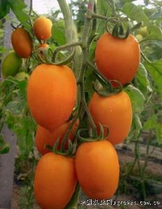 供应黄罗曼—番茄种子