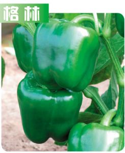 供应格林—甜椒种子