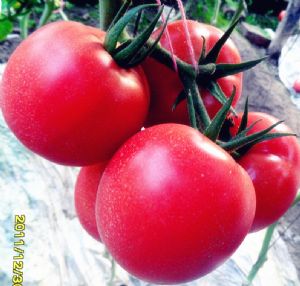供应欧帝—番茄种子