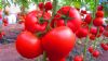 供应德澳特4224—番茄种子