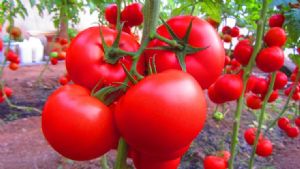 供应德澳特4224—番茄种子