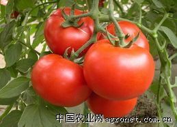 供应优质西红柿