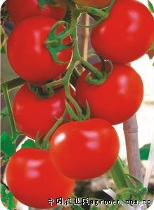 供应奇欧佳美F1—番茄种子