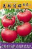 供应美粉佳丽（高抗TY病毒）—番茄种子