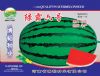 供应绿霸六号—西瓜种子