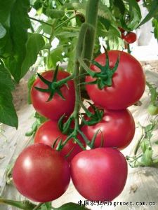 供应迪尼奥（抗TY）—粉果番茄种子