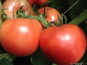 供应凤冠109—番茄种子