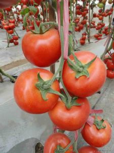 供应丽菲—红果大番茄种子