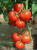 供应奥菲斯—番茄种子