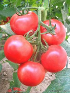 供应凯迪拉—番茄种子
