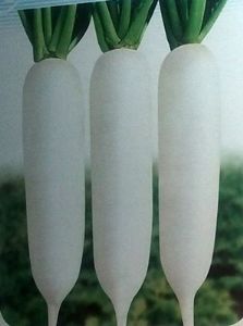 供应青禾CR301—白萝卜种子