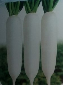 供应世农CR301—白萝卜种子