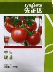 供应瑞菲—番茄种子