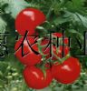 供应菲戈—大果红番茄