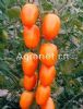 供应开运—橘色小西红柿