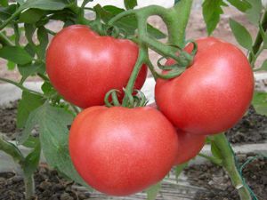 供应番茄-吉利果蔬
