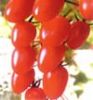 供应红樱子—番茄种子