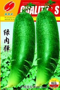 供应绿肉弹—萝卜种子