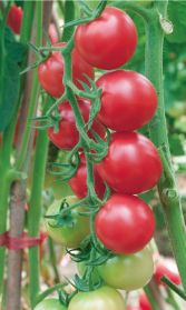 供应粉美玉F1—番茄种子