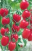 供应粉美乐F1—番茄种子