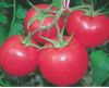 供应珍品佳粉—过番茄种子