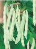 供应美奇玉—菜豆种子