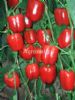 供应瑞秋娜(绿转红)—甜椒种子