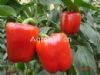 供应福德(绿转红)—甜椒种子