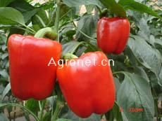 供应福德(绿转红)—甜椒种子