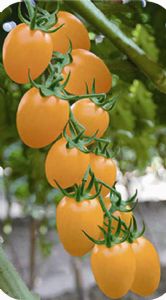 供应宝岛黄秀—番茄种子
