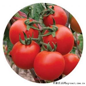 供应宝石—番茄种子