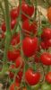 红美瑞樱桃番茄-番茄种子