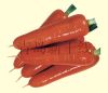 供应红日—胡萝卜种子