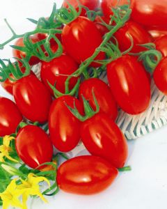 供应中国红—小番茄种子