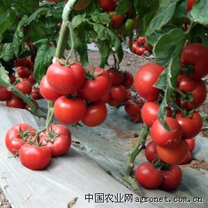 供应卓抗236—番茄种子