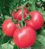 供应美粉先锋（耐热）—番茄种子