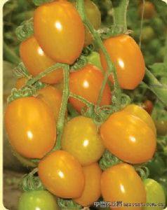 供应黄妃水果番茄种子