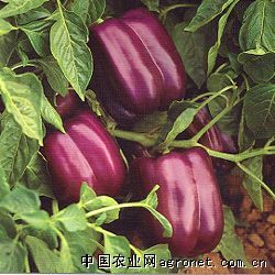 供应好运紫—甜椒种子