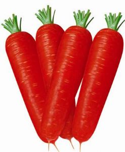 供应九州红F1--胡萝卜种子