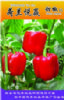 供应荷兰悦赢（红色）—甜椒种子