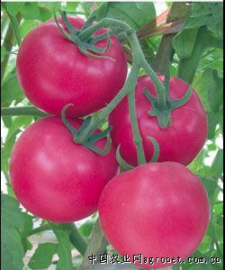 供应美粉金99—番茄种子