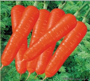 供应改良富士红胡萝卜种子