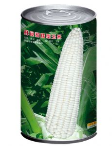 供应京糯208玉米种子