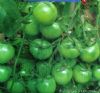 供应绿宝石—番茄种子