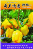 供应荷兰迪蒙（黄色）—甜椒种子